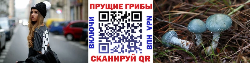 где купить   Тында  Псилоцибиновые грибы прущие грибы 